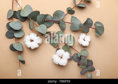 Bellissimi fiori di cotone con rami di eucalipto su uno sfondo colorato Foto Stock