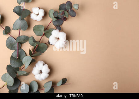 Bellissimi fiori di cotone con rami di eucalipto su uno sfondo colorato Foto Stock