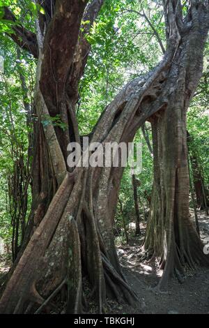 Brettwurzeln der Florida Strangler Fig (Ficus aurea), il Parco Nazionale di Rincon de la Vieja, Parque Nacional Rincon de la Vieja, provincia di Guanacaste Foto Stock
