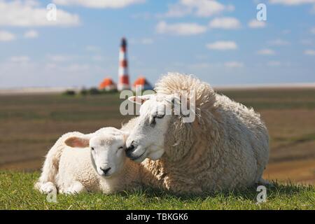 Gli animali domestici delle specie ovina (Ovis gmelini aries) con agnello giace sulla diga nella parte anteriore del faro Westerheversand, Mare del Nord dike, Westerhever, penisola di Eiderstedt Foto Stock