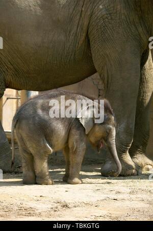 Elefante asiatico (Elephas maximus indicus), elefante vacca e vitello, captive, Germania Foto Stock