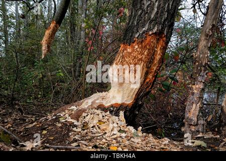 Beaver danni, betulla danneggiato da beaver in riva area del Notzinger Weiher, Oberding, Baviera, Germania Foto Stock