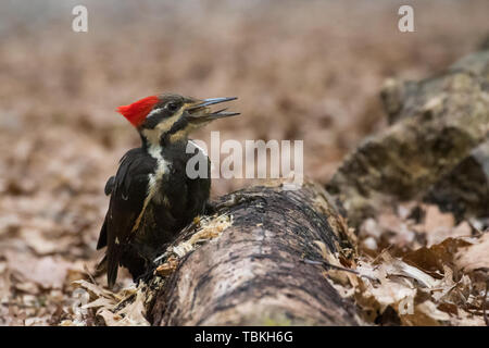 Picchio Pileated mangiare grub Foto Stock