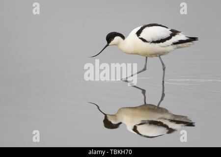 Avocet (Recurvirostra avosetta) in cerca di cibo, riflesso nell'acqua, isola di Texel, Holland, Paesi Bassi Foto Stock