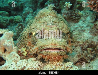 Tassled Scorfani (Scorpaenopsis oxycephala) in Coral reef, camuffati, Mar Rosso, Egitto Foto Stock