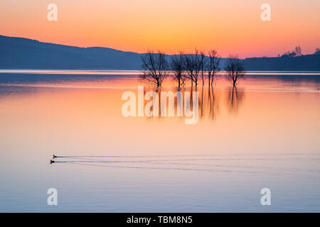 Sul lago al mattino, la maggior parte degli uccelli sono ancora appoggiata, e una coppia di anatre Glide tutta l'acqua tranquilla. Foto Stock