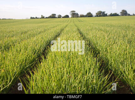 Righe di cipolla in crescita in campo di fattoria, a Alderton, Suffolk, Inghilterra, Regno Unito Foto Stock