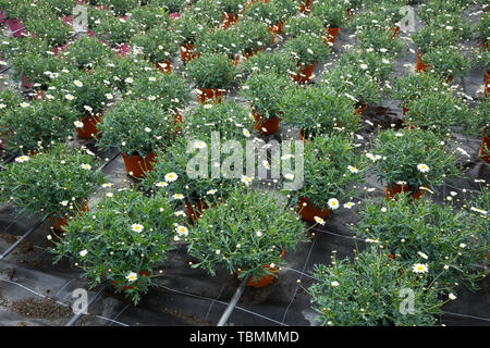 Vasi di margherite africane (Osteospermum) con delicati fiori bianchi in serra Foto Stock