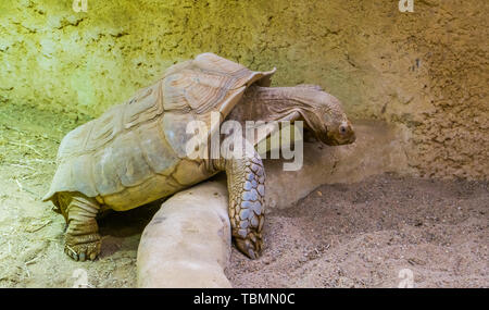 Primo piano di un african spronato tartaruga, terra tropicale turtle dal deserto di Africa, vulnerabile specie animale Foto Stock