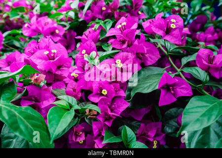 Il blooming triangolare materiale di prugne Foto Stock