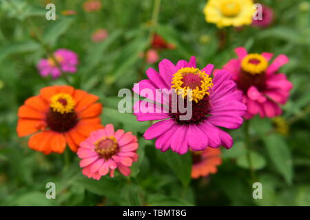 Crisantemo butterfly Foto Stock