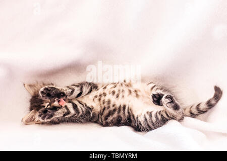 Bella fluffy tabby gattino con grandi occhi blu Foto Stock