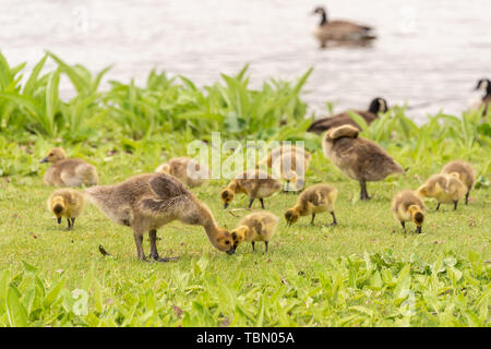 Branco di oca Canadese goslings sulle rive del fiume San Lorenzo vicino a Montreal, Canada. Foto Stock