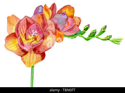 Disegnata a mano red fresia fiori in acquerello. Elemento di design per il matrimonio inviti, schede Foto Stock