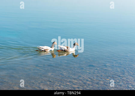 Goose nuoto in acque blu con onde. Duck nuoto in acque blu. Foto Stock