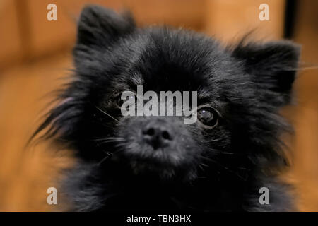 Ritratto di nero piccolo Pomerania spitz cane Foto Stock
