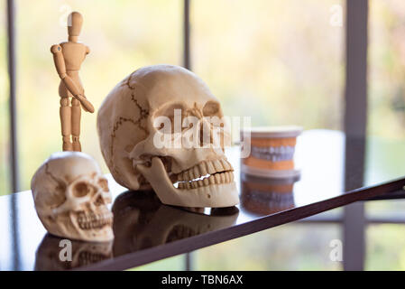 Cranio scheletro sul ripiano in ambiente di laboratorio a scuola. La scienza e la nozione di oggetto. Istruzione e apprendimento anatomia. Foto Stock