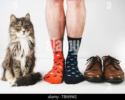 Incantevole, grigio gattino e gli uomini per le gambe, scarpe eleganti, pantaloni blu e luminose, calze colorate su una bianca isolata in background. Close-up. Studio foto. Co Foto Stock