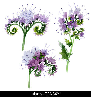 Violetta phacelia foral fiori botanica. Wild molla a balestra di fiori selvaggi isolati. Acquerello illustrazione dello sfondo impostato. Disegno ad acquerello fashion aqu Foto Stock