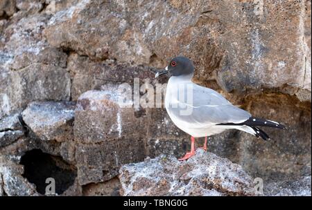 Swallow-tailed gull (Creagrus furcatus) sulla scogliera rocciosa faccia sull isola Genovesa, Galapagos. Foto Stock