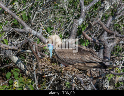 Rosso-footed booby (Sula sula) mantenendo il nido e incubando le uova nella struttura ad albero sulla isola Genovesa nelle Galapagos. Foto Stock
