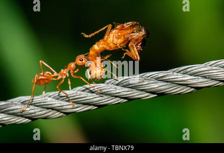 Formiche rosse camminare e portare il corpo di bug con profonda sfondo verde. Foto Stock