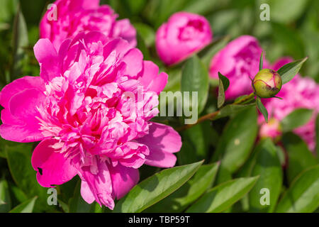 Blooming peonia fiori nel giardino Foto Stock