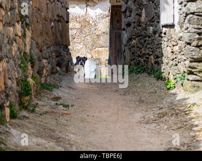 Un cane boxer guardando la telecamera sulla strada di un villaggio Foto Stock