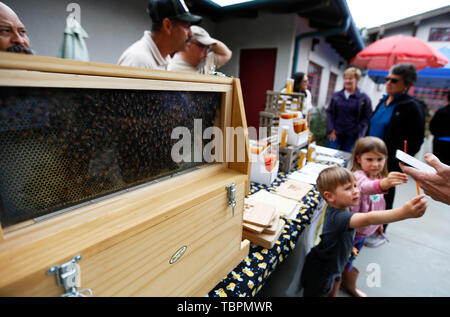 Los Angeles, Stati Uniti d'America. 2 Giugno, 2019. Le api sono mostrato in "Amiamo Bee Festival' a Los Angeles, negli Stati Uniti il 2 giugno 2019. Credito: Li Ying/Xinhua/Alamy Live News Foto Stock