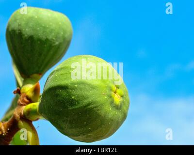 Sweet Fichi il rip su un albero di fico Foto Stock