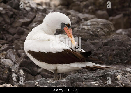 Nazca Booby (Sula granti) preening le sue piume su all'Isola Espanola, Galapagos Foto Stock