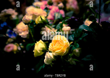 Triste fiore, apparentemente brillante, non da soli, ma la tristezza del cuore, lasciate appassire lentamente, ma non lasciare che la gente a capire. Il fiore è così così è la gente. Foto Stock