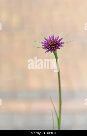 Salsefrica, Viola Salsefrica, John-go-to-letto a mezzogiorno, impianto di ostriche, vegetale ostrica, Goatsbeard selvaggio fiore Foto Stock