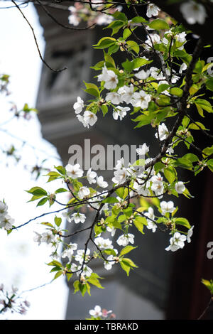 Fiori Ciliegio al tempio Hanshan a Suzhou Foto Stock