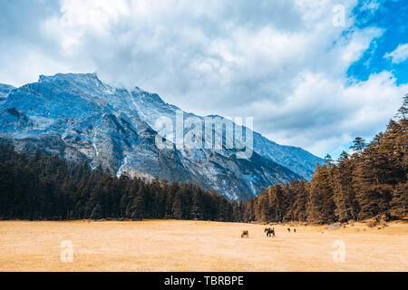 Paesaggio autunnale di Yulong Snow Mountain Spruce Ping, Lijiang, Yunnan, Cina Foto Stock