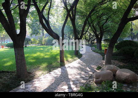 Nel parco della gente nel tardo autunno, la luce del mattino si riversa attraverso le foglie sul prato verde e tranquilla e colorata. Foto Stock