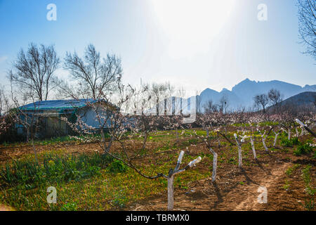 Fotografato a Songshan Scenic Area, città di Dengfeng, Zhengzhou, nella provincia di Henan il 17 marzo 2019 Foto Stock