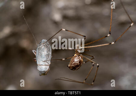 Spider mentre si effettua il cocoon su una mosca intrappolata nel web dettaglio macro Foto Stock