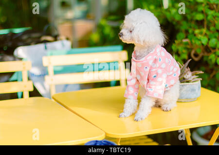 Daily café, ritratto di poco tempo. Foto Stock