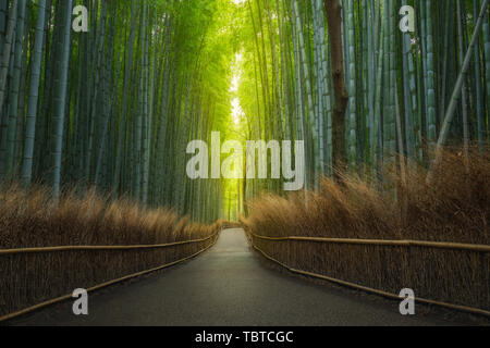 Turismo scenario di Lanshan Foresta di Bamboo a Kyoto, Giappone Foto Stock