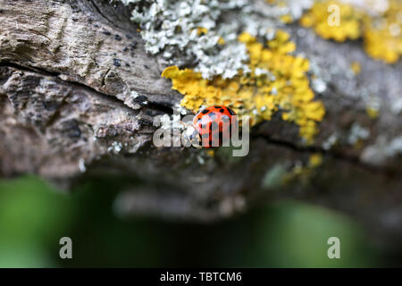 Una coccinella Arlecchino, nome scientifico Harmonia axyridis, raffigurato su un ramo di albero in West Wittering sulla costa Sud, Regno Unito. Foto Stock