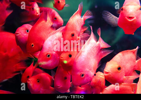 Un ricco di pesce. Foto Stock