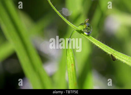 Macro rugiada su una lama di erba Foto Stock