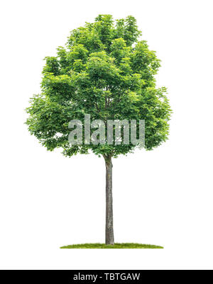 Un albero isolato su uno sfondo bianco - Acer - Maple Foto Stock