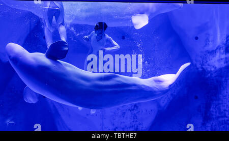 Il Beluga whale prestazioni in Haichang Ocean Park, Shanghai Foto Stock