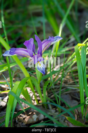 Blu Violetto fiore di Iris graminea aka erba-lasciava bandiera. Foto Stock