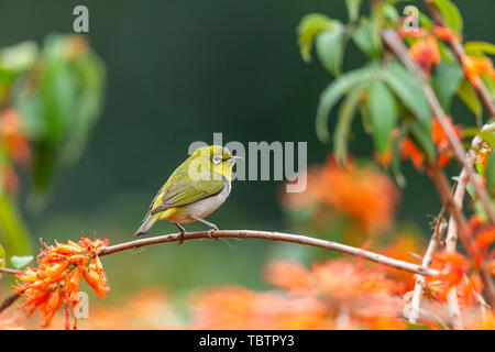 Un verde scuro ricamato uccello su un ramo di fiori. Foto Stock