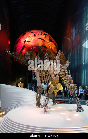 Stegosaurus fossilizzato skeletton (museo di Londra) Foto Stock