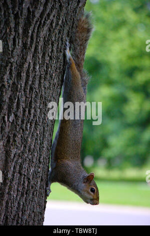 Scoiattolo grigio stretching su un tronco di albero. Hyde Park, Londra. Foto Stock