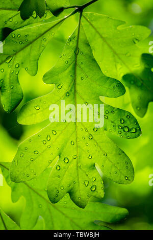 Peacefuly isolato bianco foglie di quercia ricoperti in gocce di pioggia su una verde sfondo retroilluminato. Foto Stock